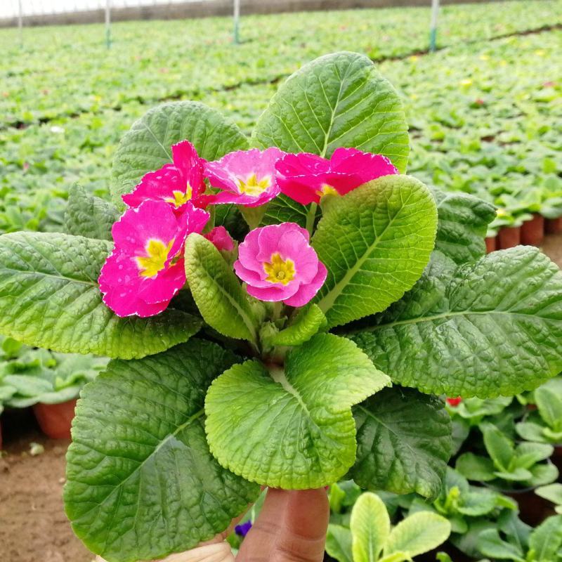 报春花盆栽大量现货，耐寒花卉品种多，质量保证，量大从优