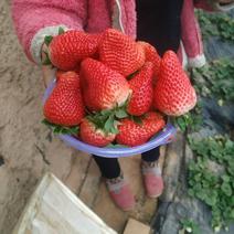 郯城县草莓