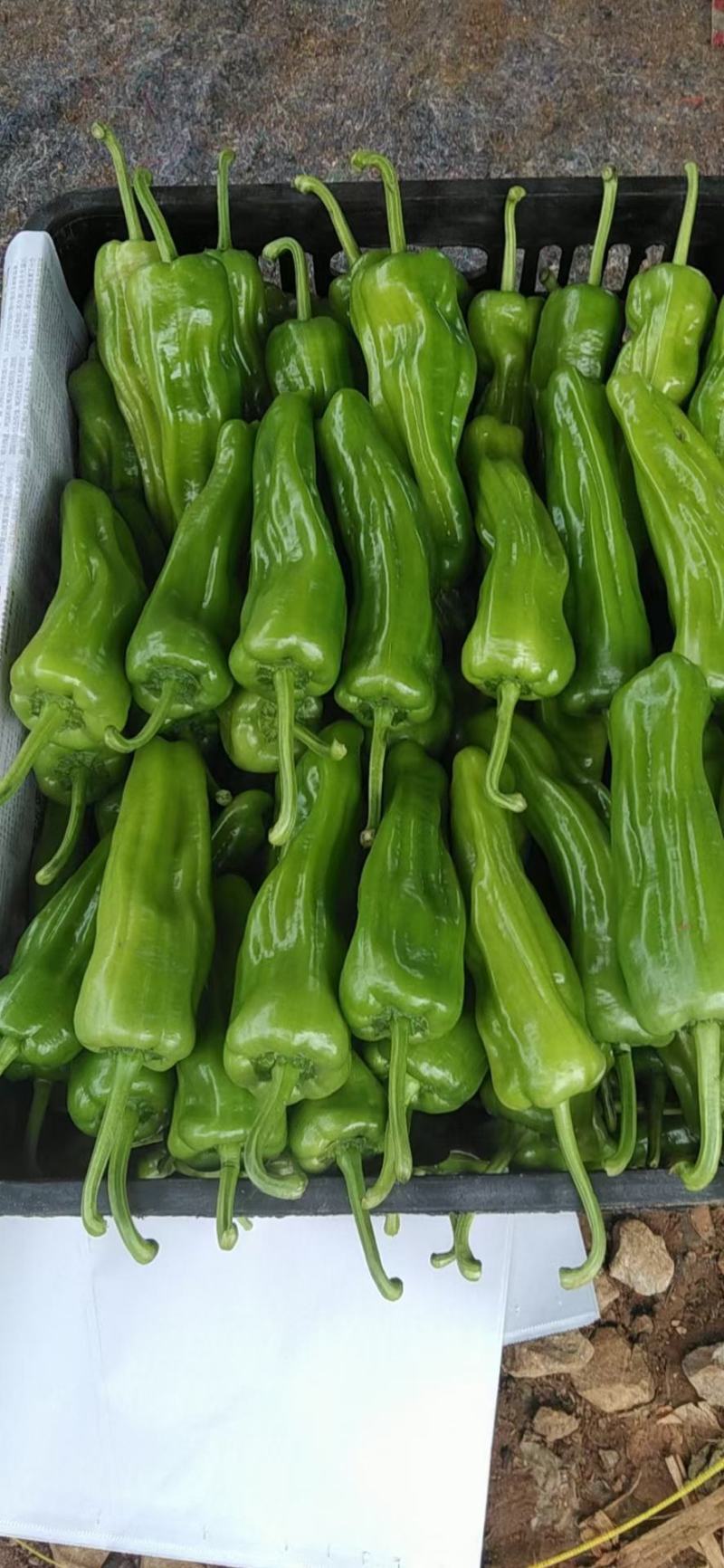 芜湖椒广东精选芜湖椒大量上市价格优惠质量保证诚信合作！
