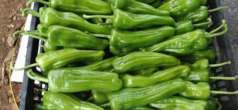 芜湖椒广东精选芜湖椒大量上市价格优惠质量保证诚信合作！