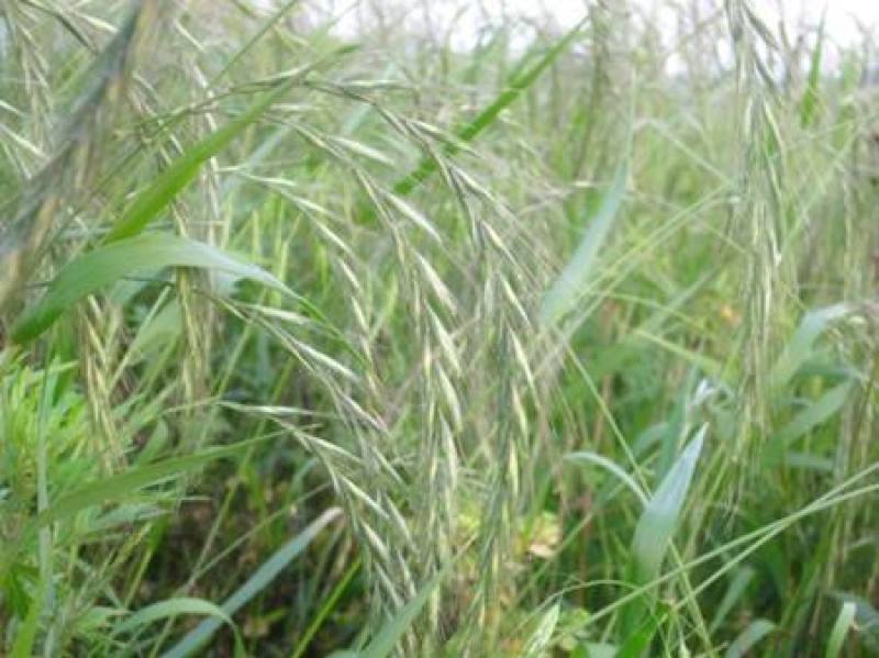 披碱草种子碱茅草抗风沙绿化护坡固土耐寒耐旱