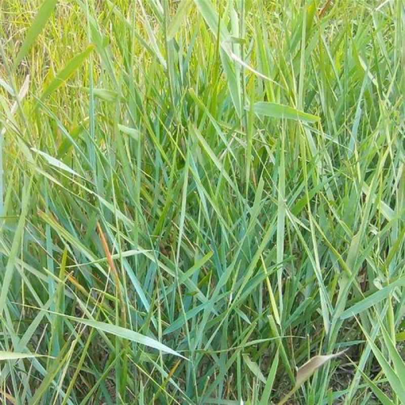 披碱草种子碱茅草抗风沙绿化护坡固土耐寒耐旱