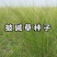 披碱草种子碱茅草抗风沙绿化护坡固土耐寒耐旱
