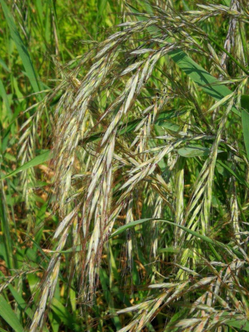 披碱草种子碱茅草抗风沙绿化护坡固土耐寒耐旱