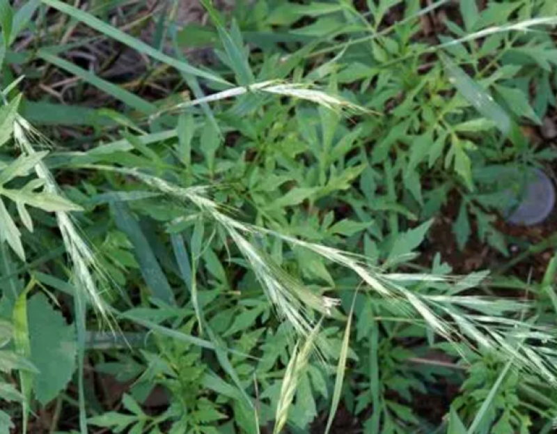 披碱草种子碱茅草抗风沙绿化护坡固土耐寒耐旱