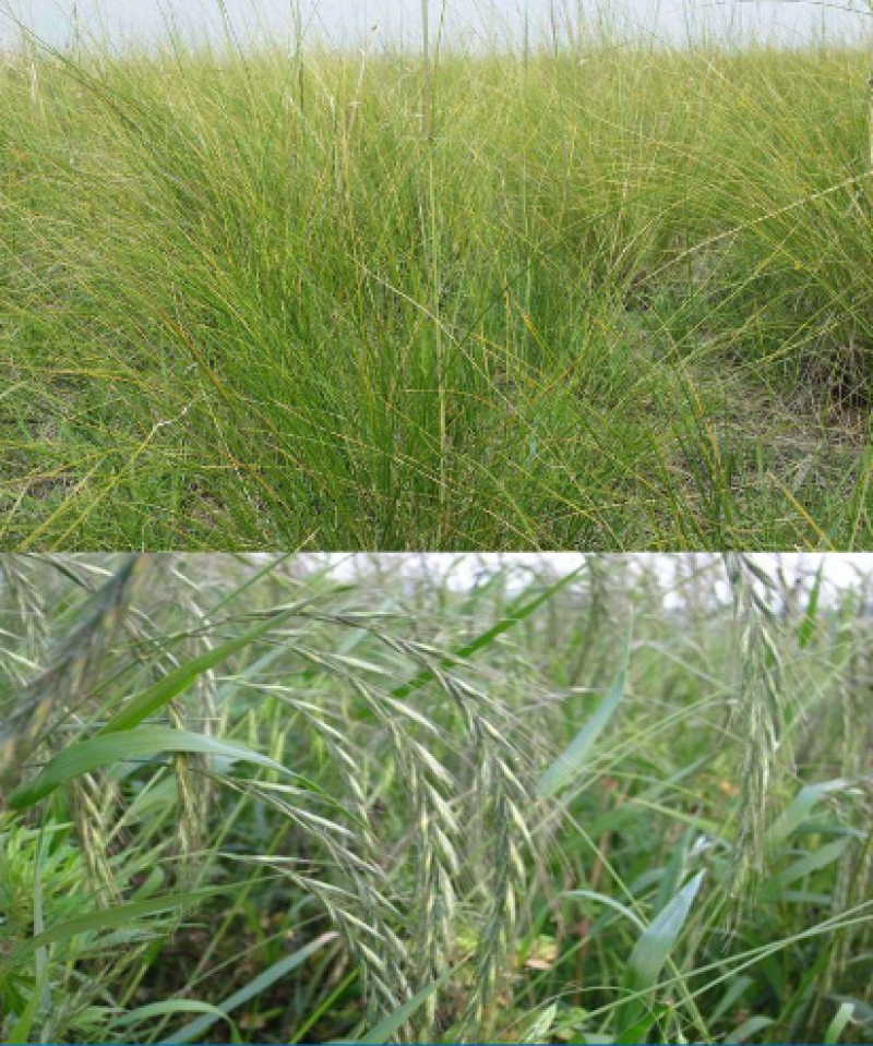 披碱草种子碱茅草抗风沙绿化护坡固土耐寒耐旱