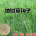 披碱草种子碱茅草抗风沙绿化护坡固土耐寒耐旱