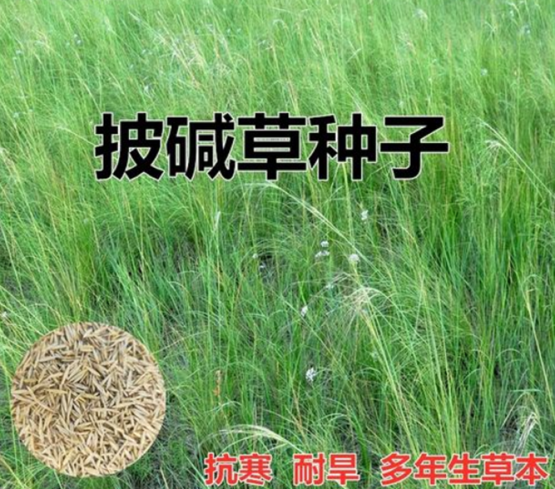 披碱草种子碱茅草抗风沙绿化护坡固土耐寒耐旱
