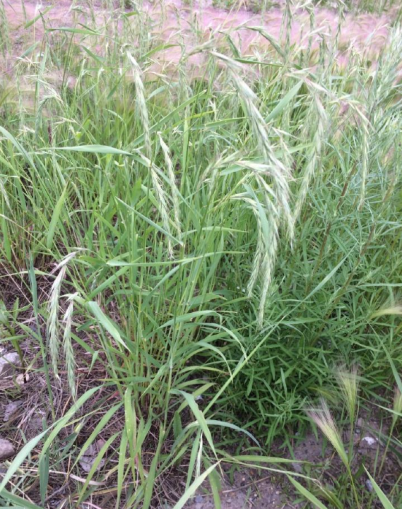 披碱草种子碱茅草抗风沙绿化护坡固土耐寒耐旱
