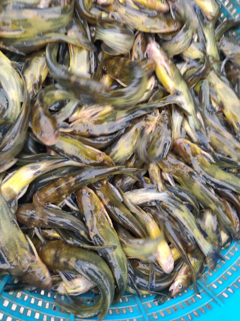 黄骨鱼苗，多种规格需要的下单，成活率高，