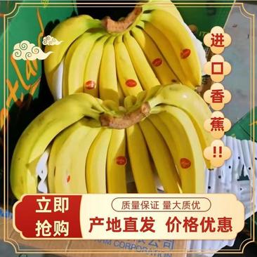 青蕉，二黄蕉，菲利宾香蕉常年供应欢迎各地批发商超合作共赢