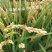 《精选》东北大米专供:江浙沪团膳食堂商超吉林特产秋田小町