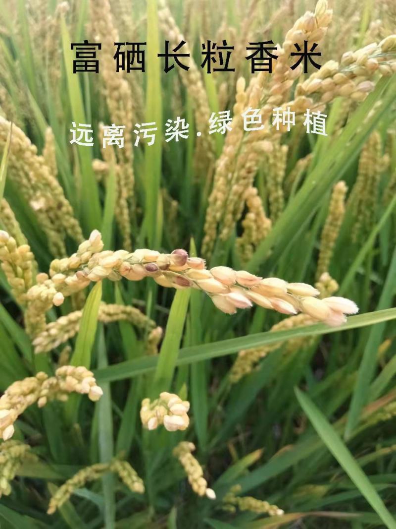 《精选》东北大米专供:江浙沪团膳食堂商超吉林特产秋田小町