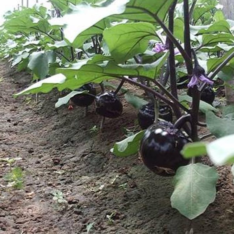 圆茄子苗，长茄子苗高产抗病适合全国各地种植