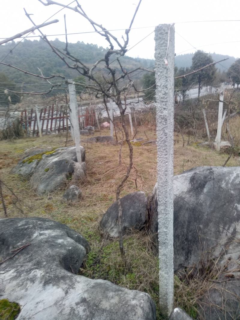 （推荐）巨峰葡萄苗