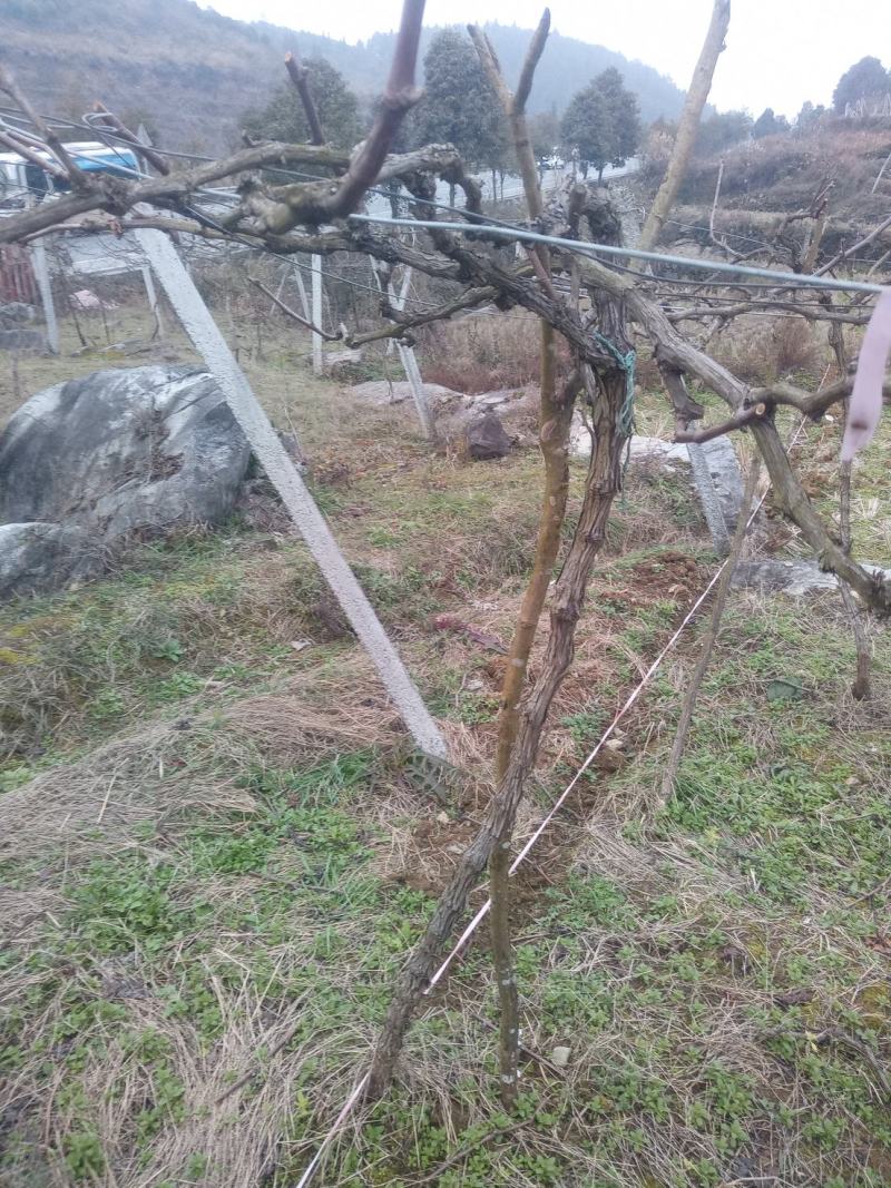 （推荐）巨峰葡萄苗