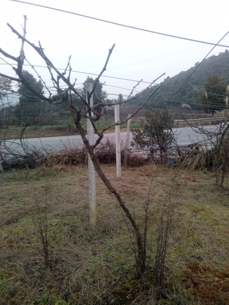 （推荐）巨峰葡萄苗