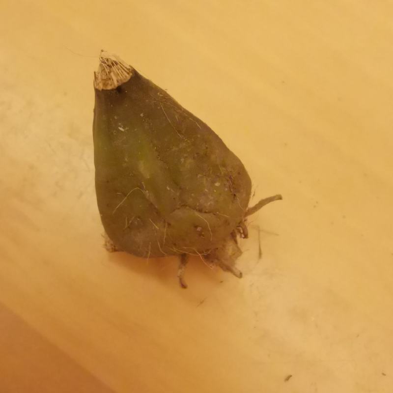 石猪心