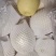 深州市皇冠次梨，精品皇冠二梨，罐头梨，有机管理绿色食品。
