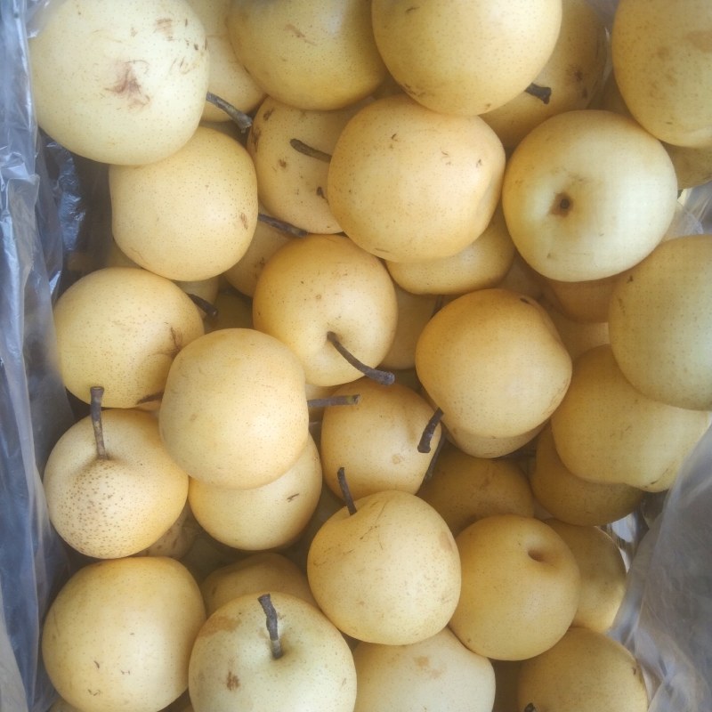 深州市皇冠次梨，精品皇冠二梨，罐头梨，有机管理绿色食品。