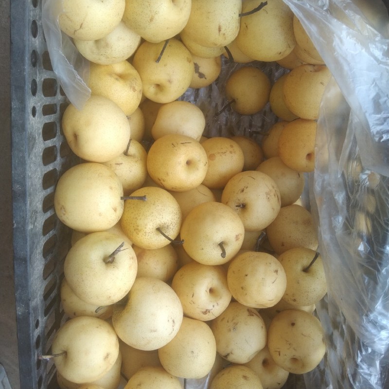深州市皇冠次梨，精品皇冠二梨，罐头梨，有机管理绿色食品。
