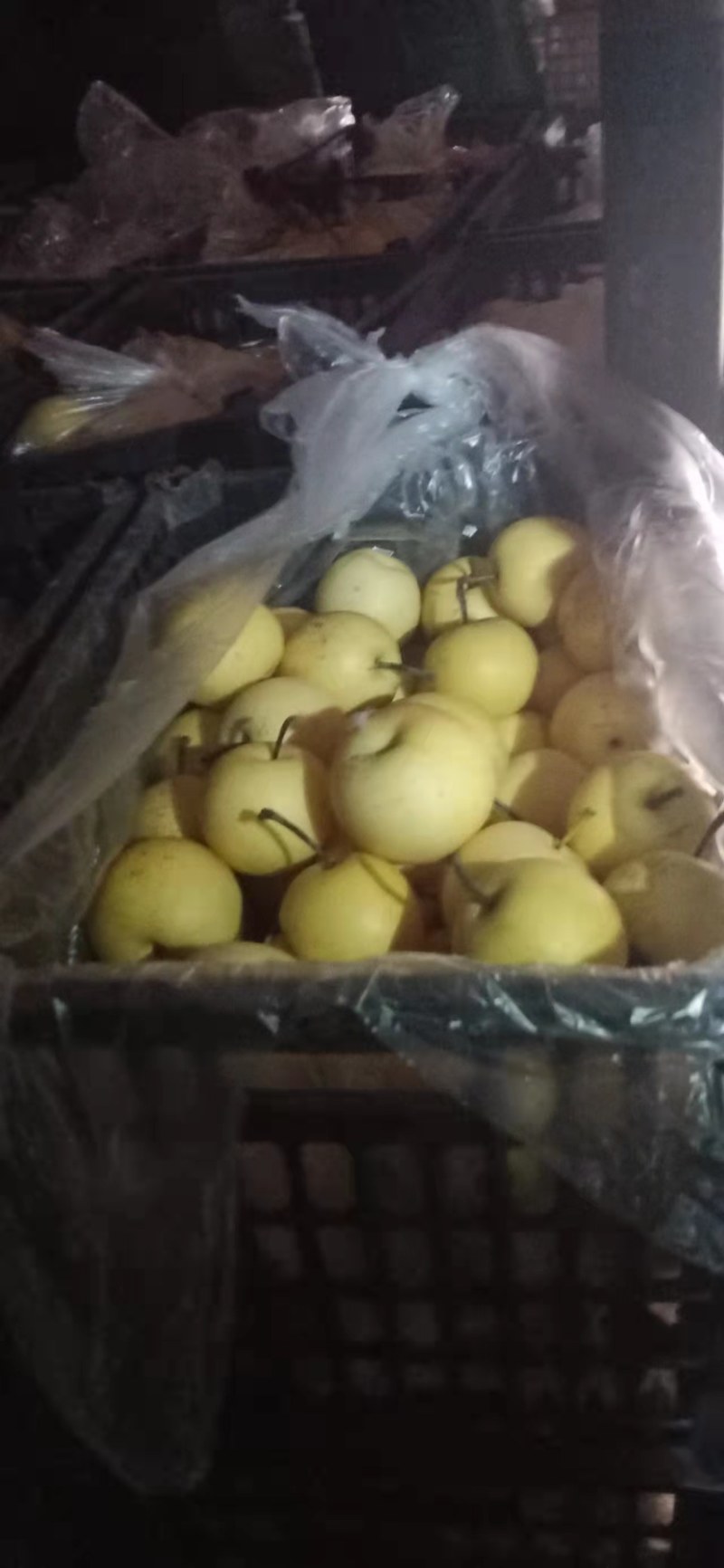 深州市皇冠次梨，精品皇冠二梨，罐头梨，有机管理绿色食品。