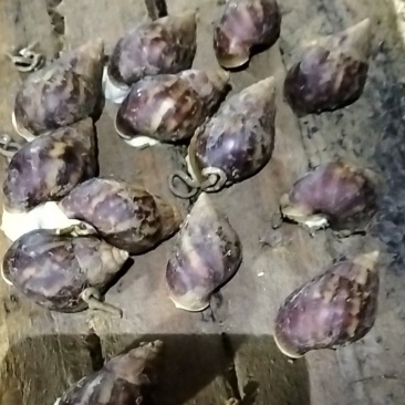 白玉蜗牛