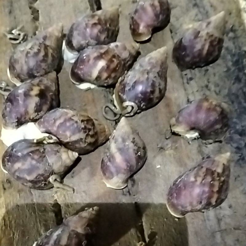 白玉蜗牛