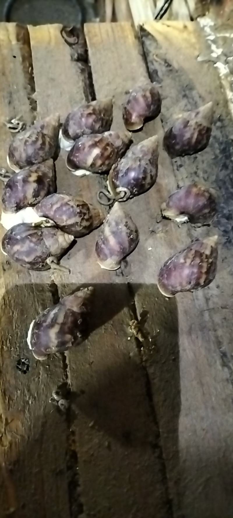 白玉蜗牛