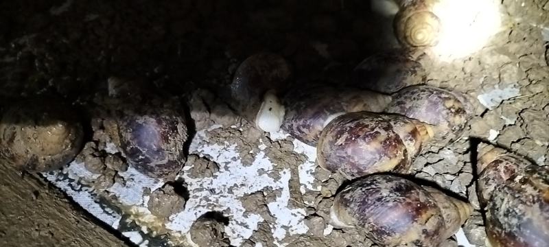 白玉蜗牛