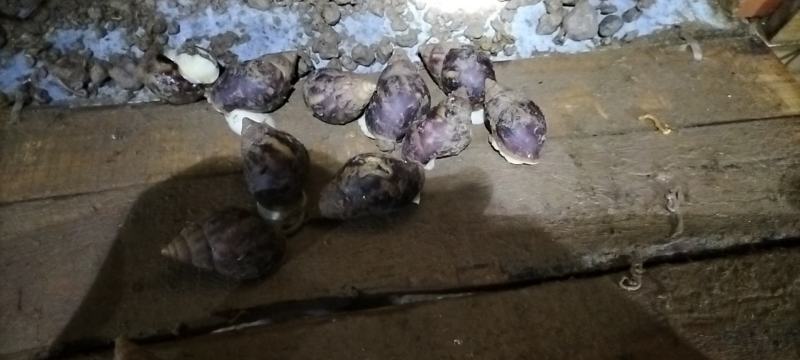 白玉蜗牛