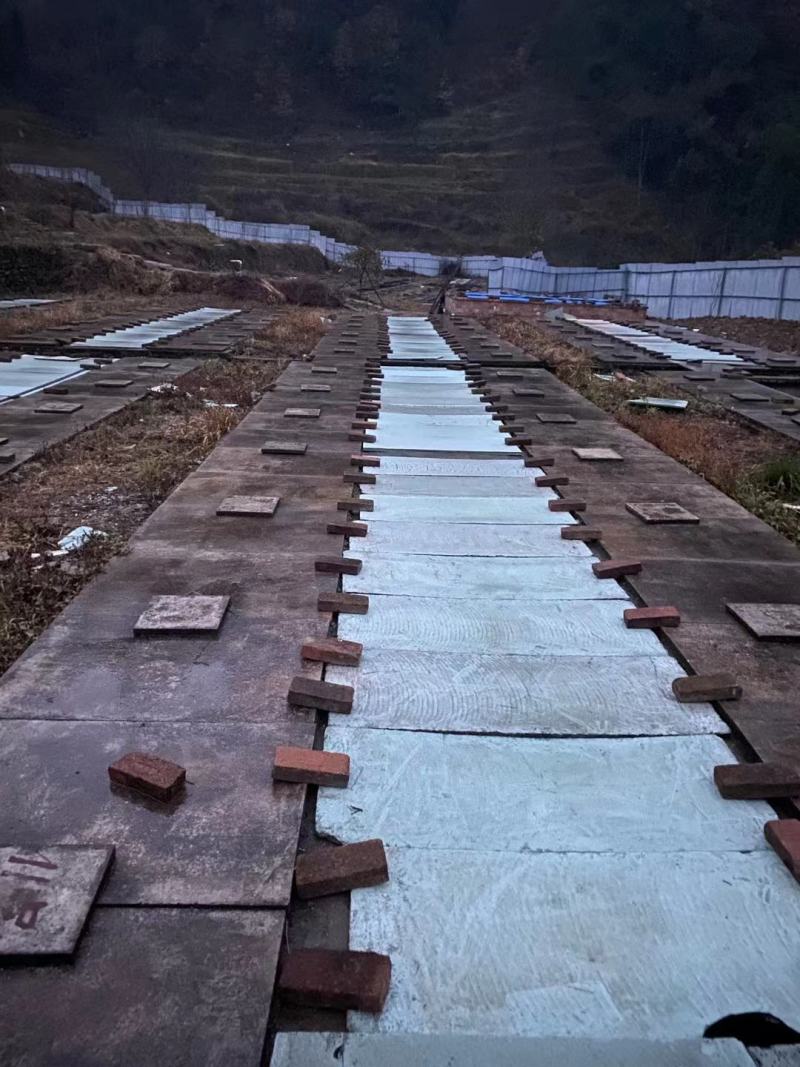 火爆促销模仿冷水生态养殖娃娃鱼大量供货，产地直发