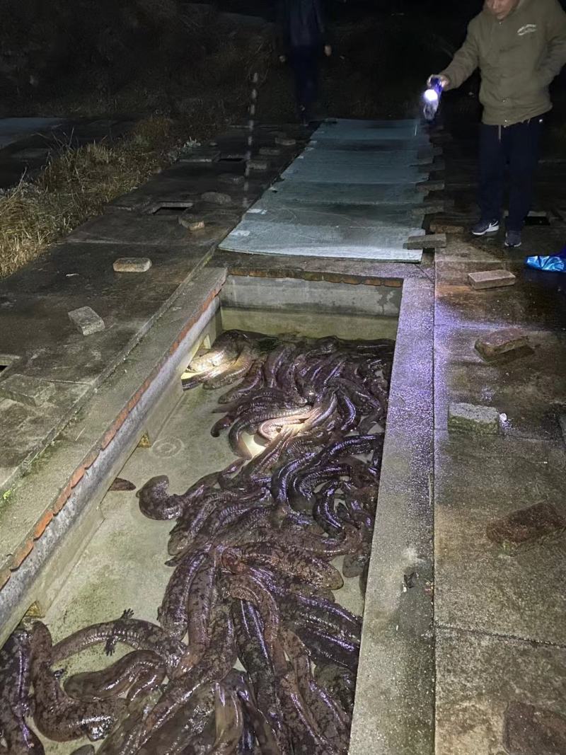 火爆促销模仿冷水生态养殖娃娃鱼大量供货，产地直发