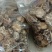 花菇，联系我时，请说在一亩田看到的。。。