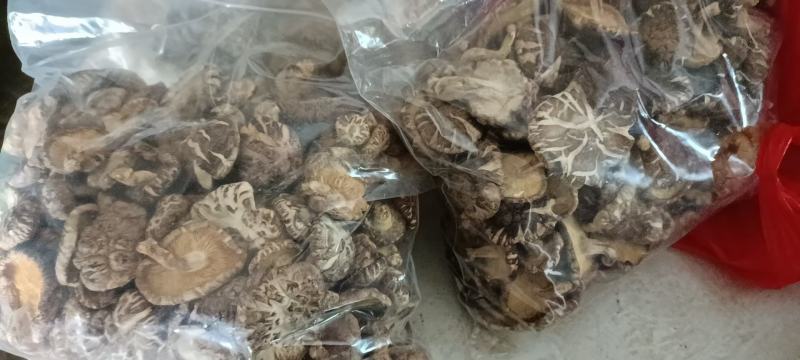 花菇，联系我时，请说在一亩田看到的。。。