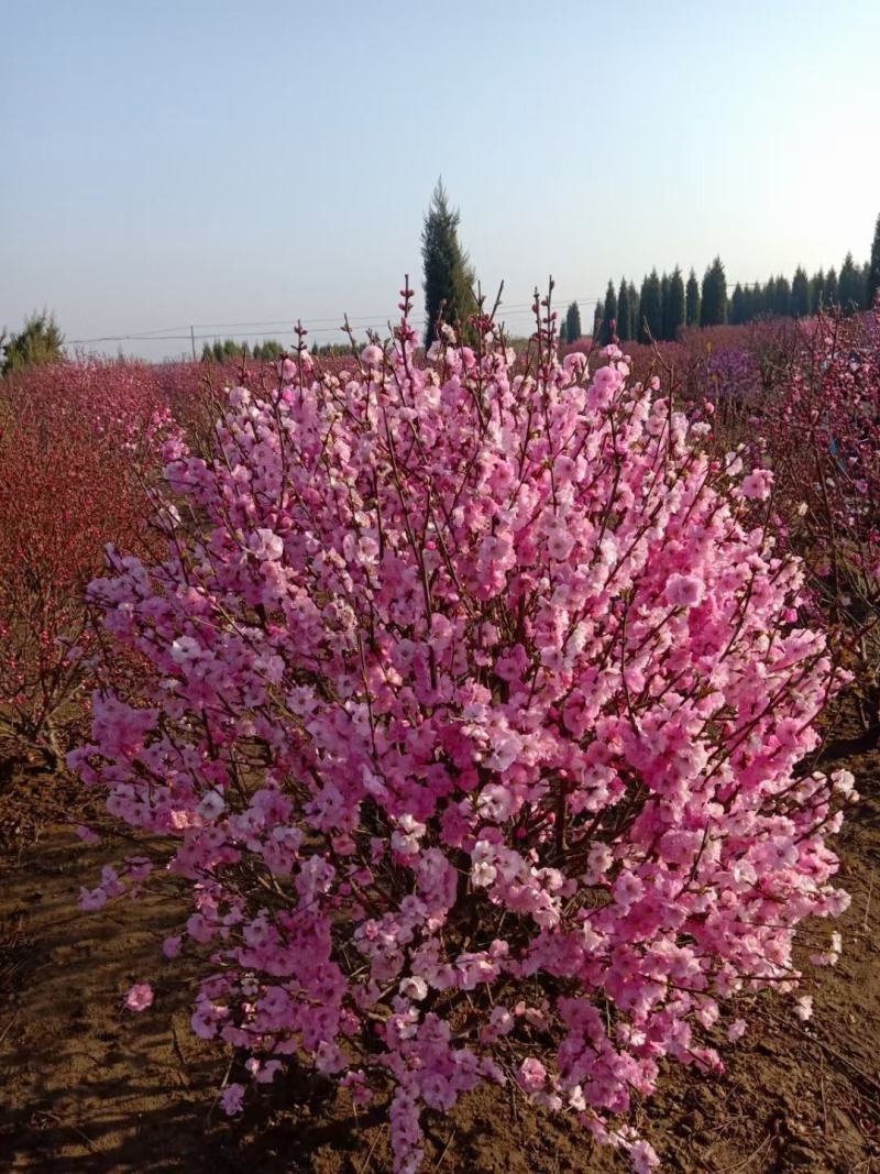 榆叶梅干枝花鲜切枝条鸾枝水瓶插花规格齐全量大从优