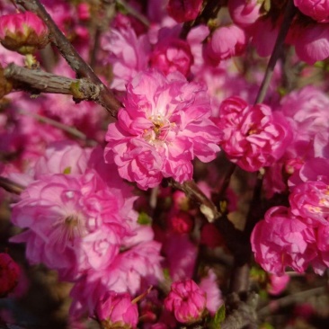 榆叶梅干枝花鲜切枝条鸾枝水瓶插花规格齐全量大从优