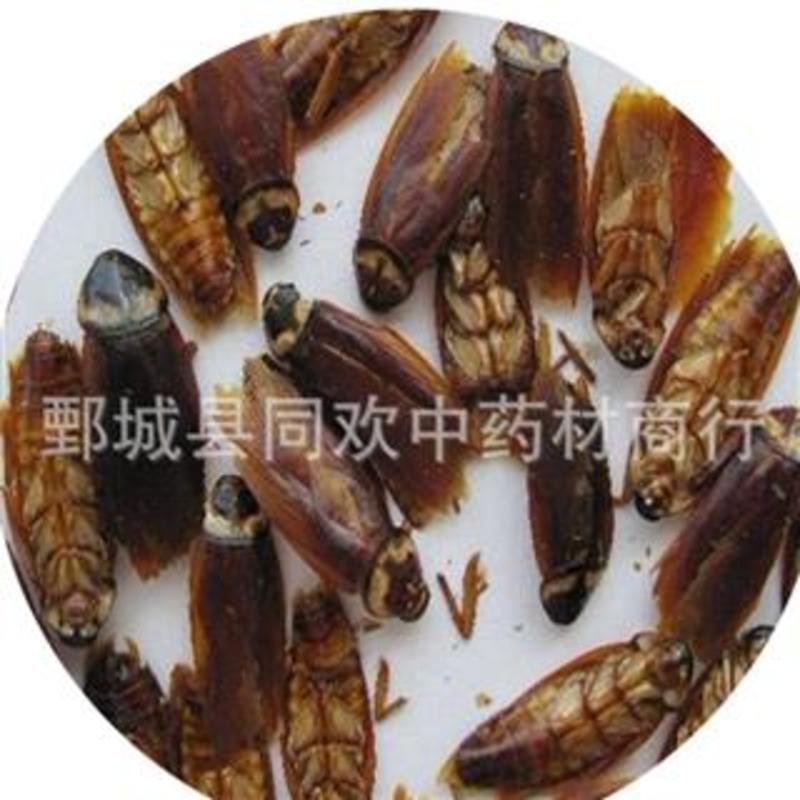 【蟑螂】@【同欢药材】中药材批发供应规格齐全