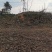 眉山东坡区100亩巨桉林转让刚种一年，适合种植柑橘果树。