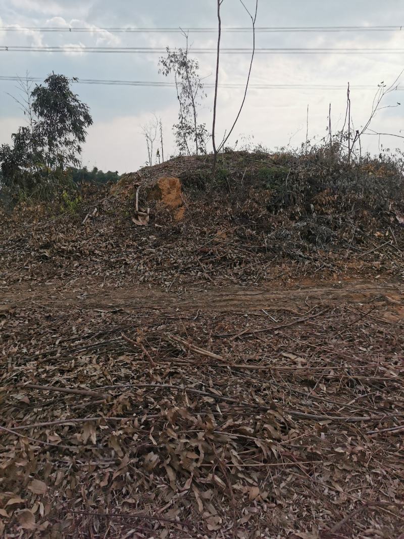 眉山东坡区100亩巨桉林转让刚种一年，适合种植柑橘果树。