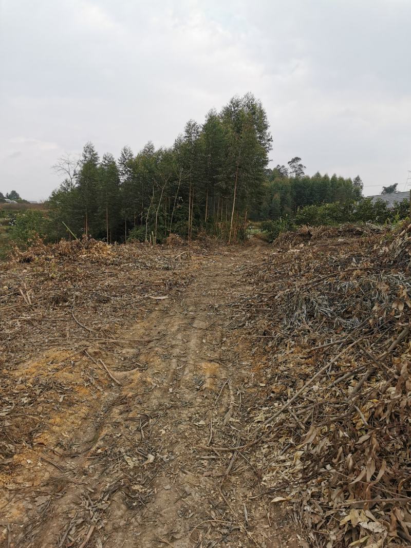 眉山东坡区100亩巨桉林转让刚种一年，适合种植柑橘果树。