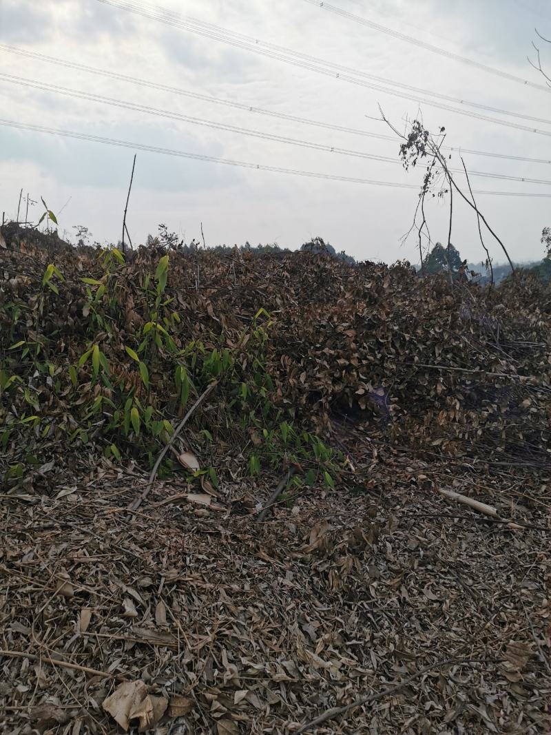 眉山东坡区100亩巨桉林转让刚种一年，适合种植柑橘果树。