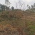 眉山东坡区100亩巨桉林转让刚种一年，适合种植柑橘果树。