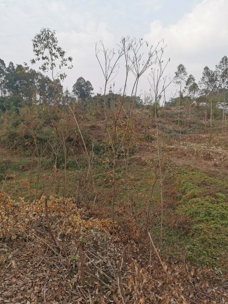 眉山东坡区100亩巨桉林转让刚种一年，适合种植柑橘果树。