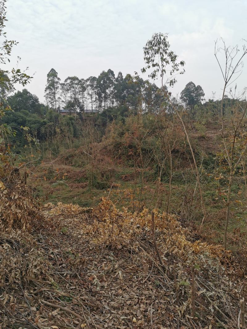 眉山东坡区100亩巨桉林转让刚种一年，适合种植柑橘果树。