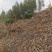 眉山东坡区100亩巨桉林转让刚种一年，适合种植柑橘果树。