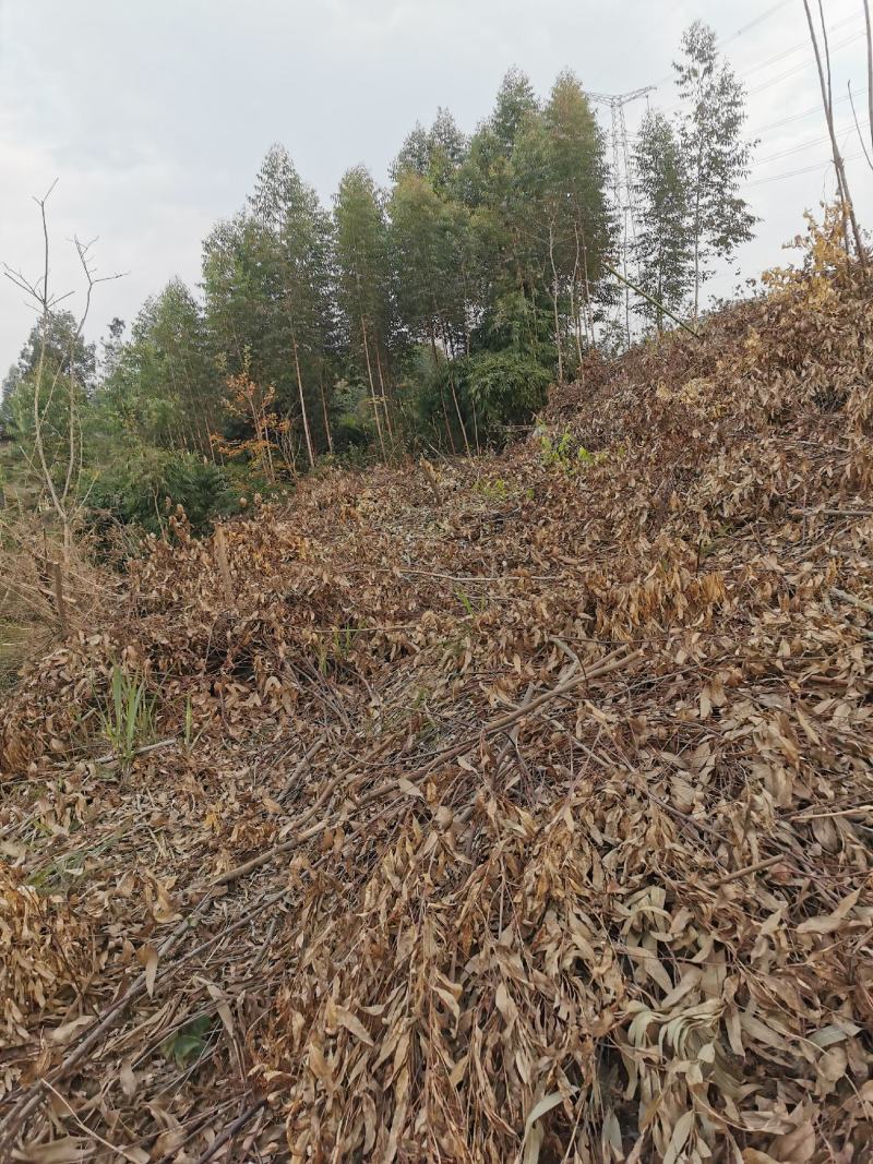 眉山东坡区100亩巨桉林转让刚种一年，适合种植柑橘果树。