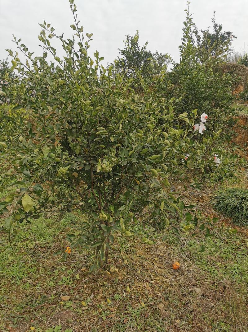 眉山东坡区100亩巨桉林转让刚种一年，适合种植柑橘果树。