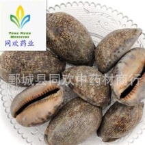 【紫贝齿】@【同欢药材】中药材批发供应规格齐全