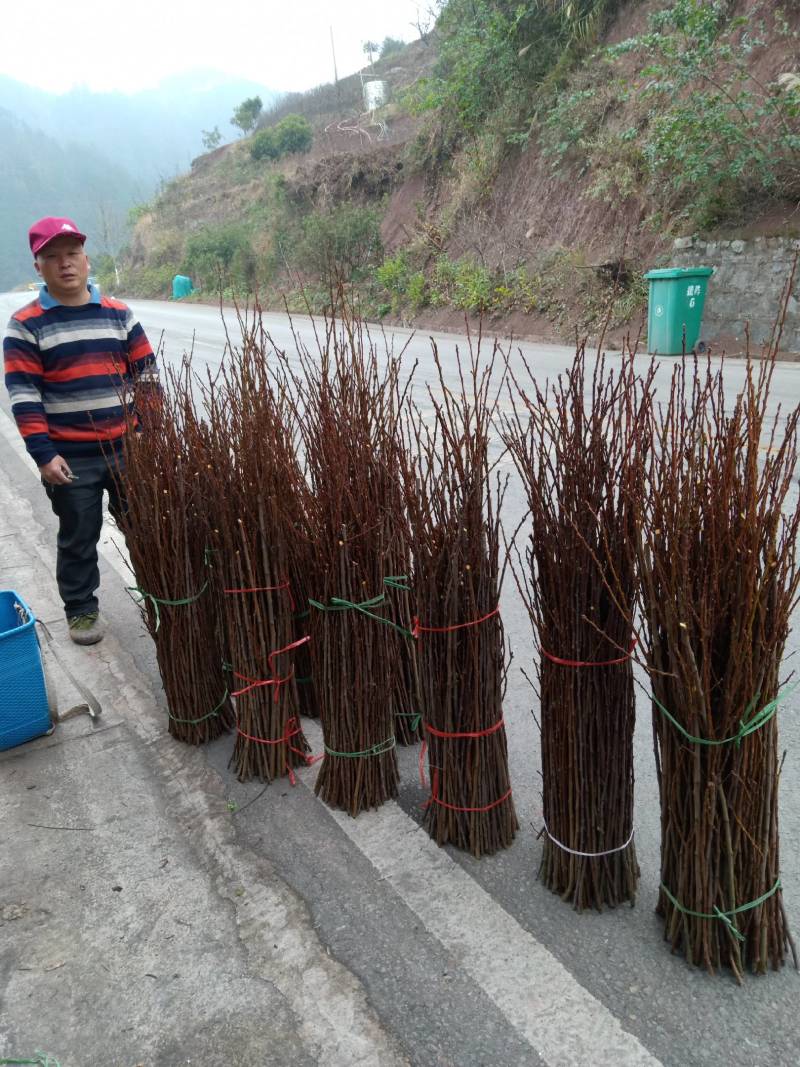 枝条，李子枝条，椎李，美国大李，晚熟品种，八至九月份成熟